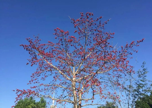 品牌產品|雷士照明用色彩獻禮春天 